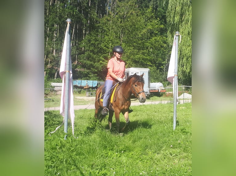 Más ponis/caballos pequeños Caballo castrado 3 años 130 cm Castaño in Bayerbach