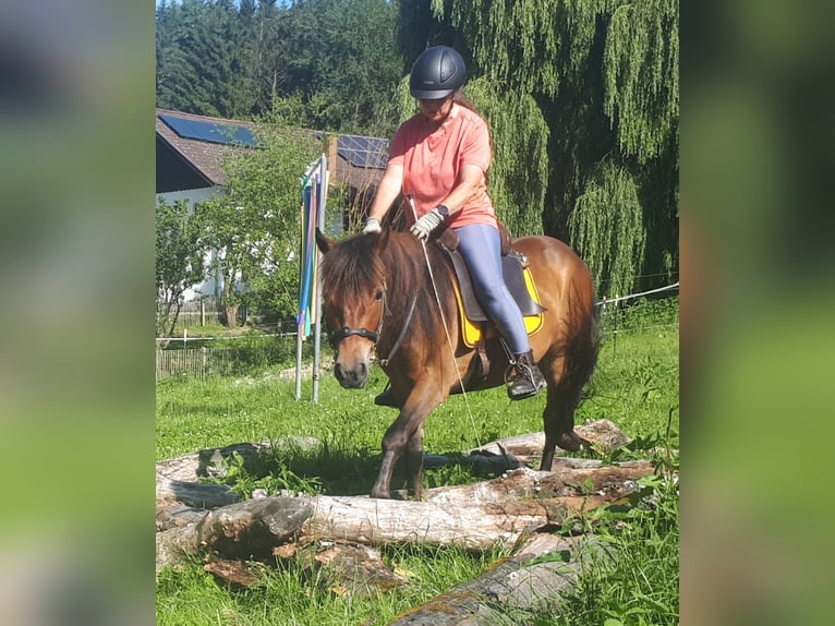 Más ponis/caballos pequeños Caballo castrado 3 años 130 cm Castaño in Bayerbach