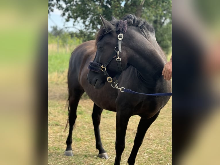 Más ponis/caballos pequeños Caballo castrado 3 años 135 cm Castaño in Wanzleben