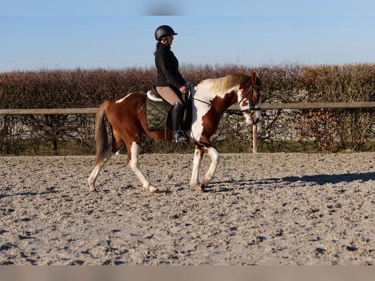 Más ponis/caballos pequeños Caballo castrado 3 años 144 cm Pío in Neustadt (Wied)