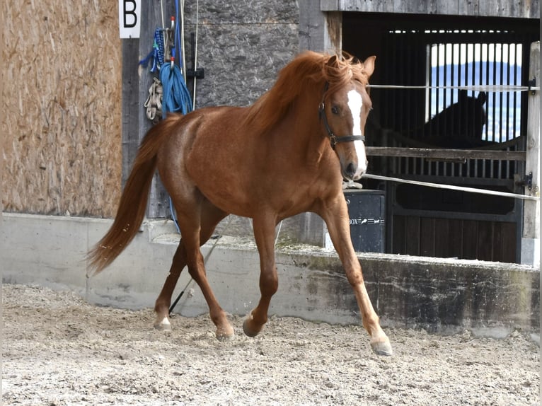 Más ponis/caballos pequeños Caballo castrado 3 años 145 cm Alazán in Muri AG