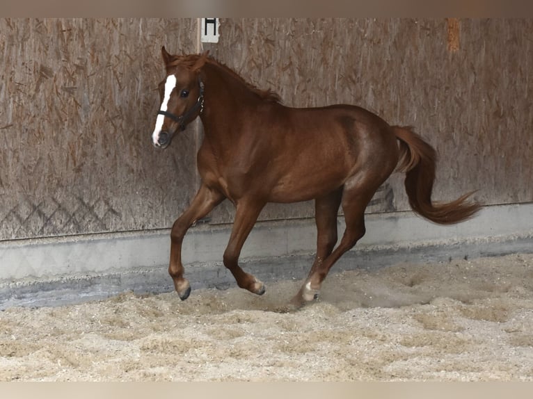 Más ponis/caballos pequeños Caballo castrado 3 años 145 cm Alazán in Muri AG