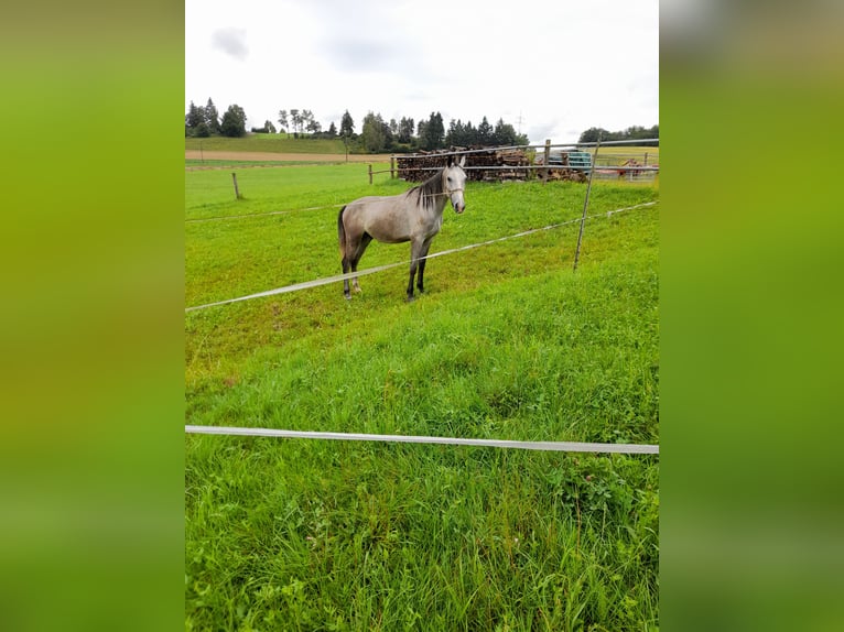 Más ponis/caballos pequeños Caballo castrado 3 años 145 cm Musgo marrón in Bad Saulgau