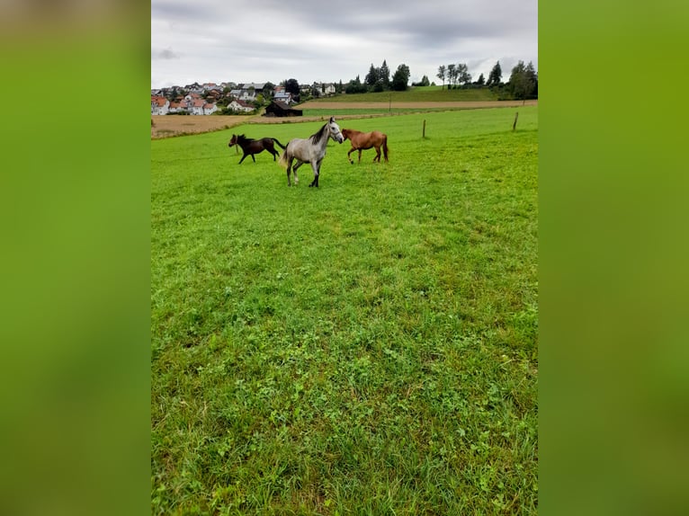 Más ponis/caballos pequeños Caballo castrado 3 años 145 cm Musgo marrón in Bad Saulgau