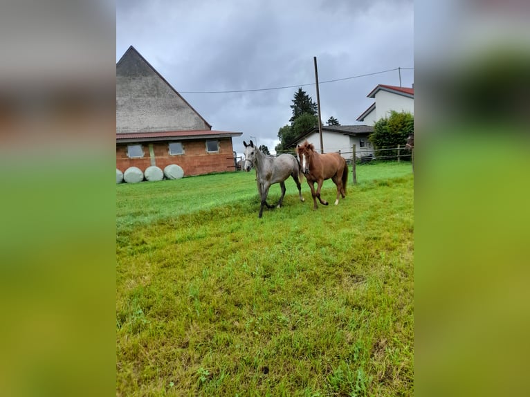 Más ponis/caballos pequeños Caballo castrado 3 años 145 cm Musgo marrón in Bad Saulgau