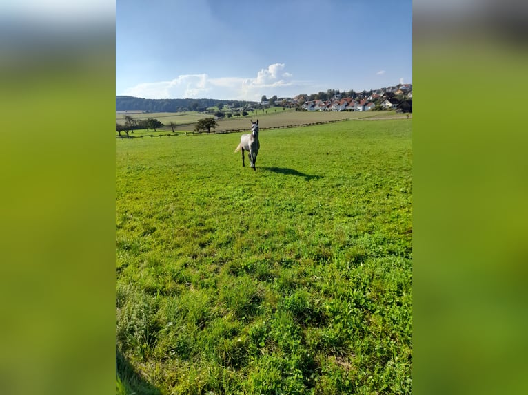 Más ponis/caballos pequeños Caballo castrado 3 años 145 cm Musgo marrón in Bad Saulgau