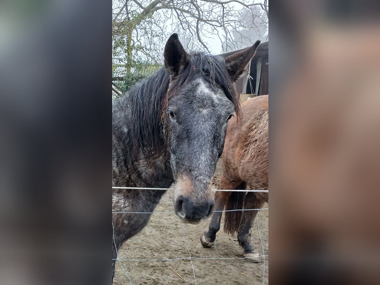 Más ponis/caballos pequeños Mestizo Caballo castrado 3 años 145 cm Tordillo negro in Heinsberg