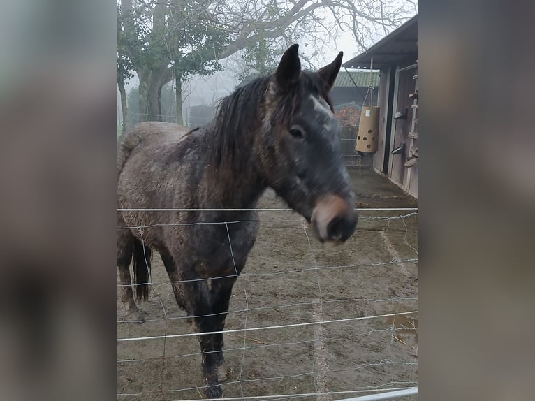 Más ponis/caballos pequeños Mestizo Caballo castrado 3 años 145 cm Tordillo negro in Heinsberg