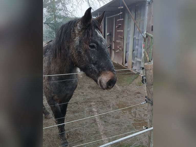 Más ponis/caballos pequeños Mestizo Caballo castrado 3 años 145 cm Tordillo negro in Heinsberg