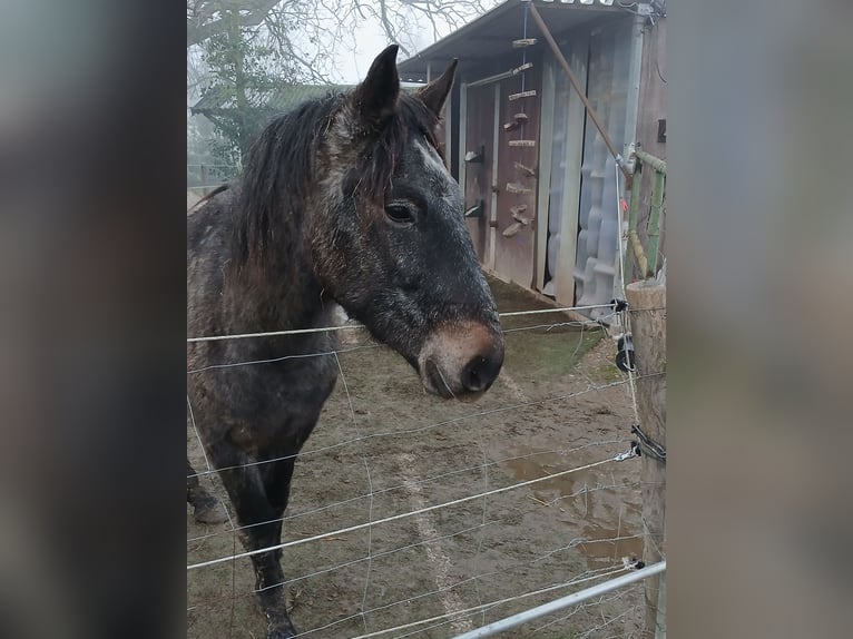 Más ponis/caballos pequeños Mestizo Caballo castrado 3 años 145 cm Tordillo negro in Heinsberg