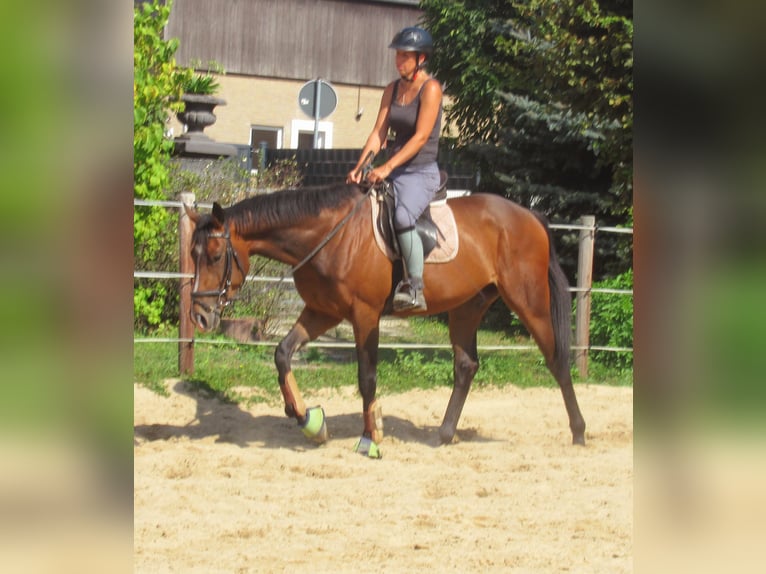 Más ponis/caballos pequeños Caballo castrado 3 años 152 cm Castaño in Velpke