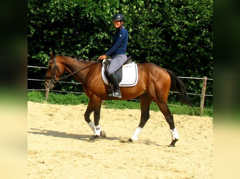 Más ponis/caballos pequeños Caballo castrado 3 años 152 cm Castaño in Velpke