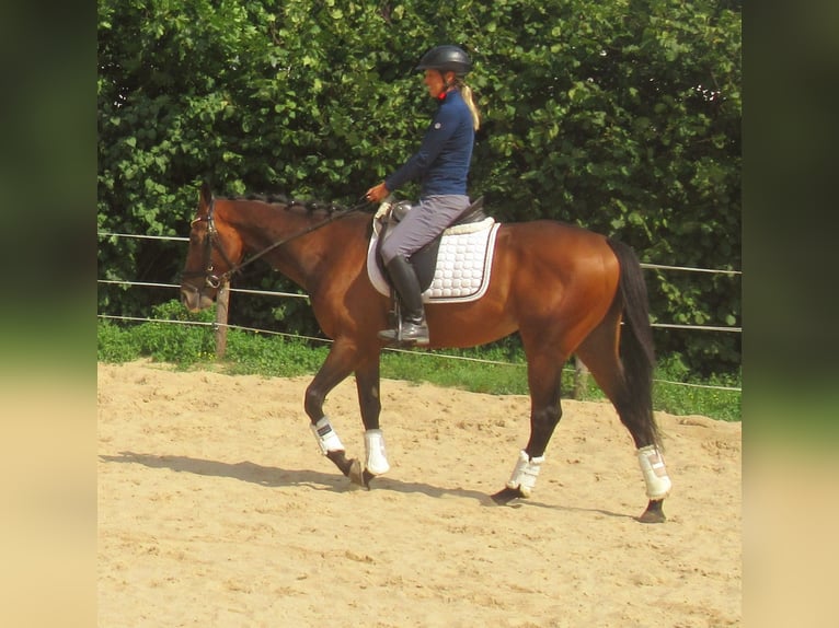 Más ponis/caballos pequeños Caballo castrado 3 años 152 cm Castaño in Velpke