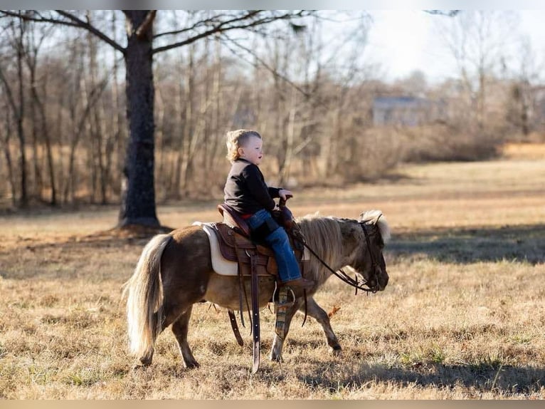 Más ponis/caballos pequeños Caballo castrado 3 años 81 cm Palomino in Auburn, KY