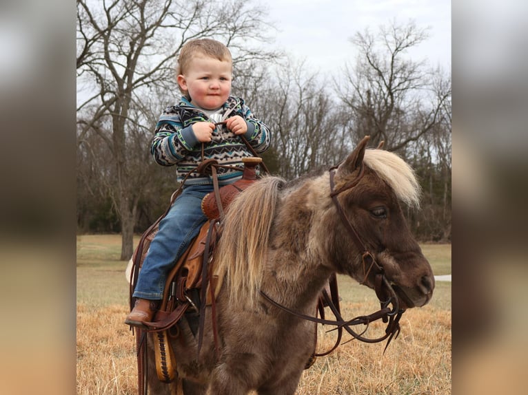 Más ponis/caballos pequeños Caballo castrado 3 años 81 cm Palomino in Auburn, KY