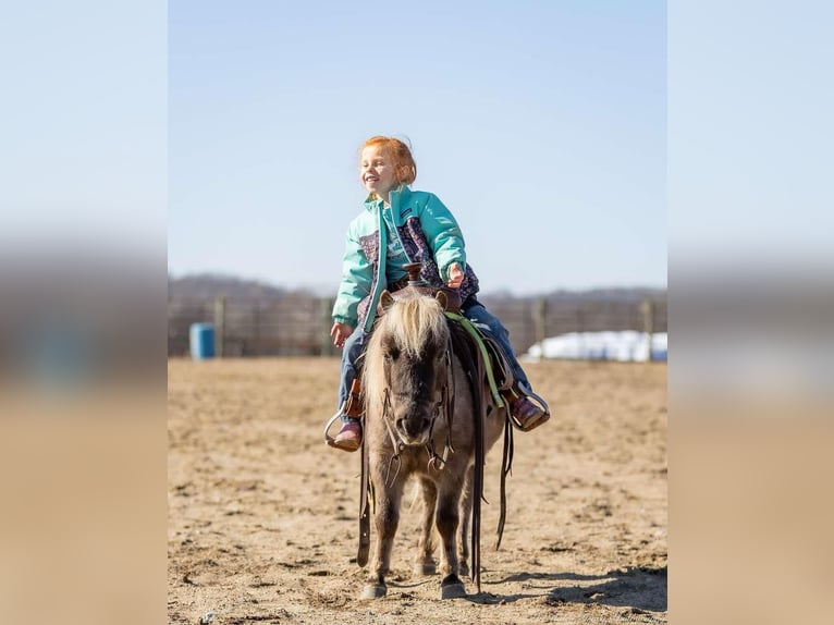 Más ponis/caballos pequeños Caballo castrado 3 años 81 cm Palomino in Auburn, KY