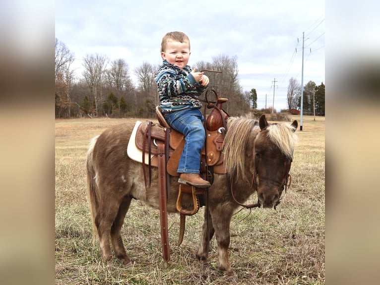 Más ponis/caballos pequeños Caballo castrado 3 años 81 cm Palomino in Auburn, KY