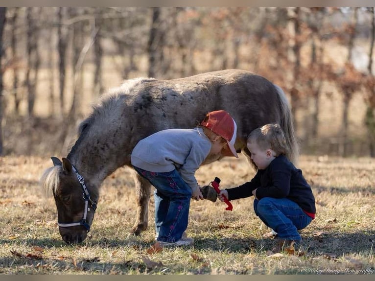 Más ponis/caballos pequeños Caballo castrado 3 años 81 cm Palomino in Auburn, KY