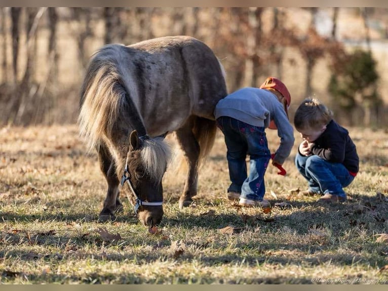 Más ponis/caballos pequeños Caballo castrado 3 años 81 cm Palomino in Auburn, KY