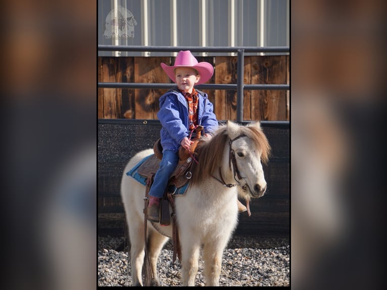 Más ponis/caballos pequeños Caballo castrado 3 años 94 cm Buckskin/Bayo in Lindon