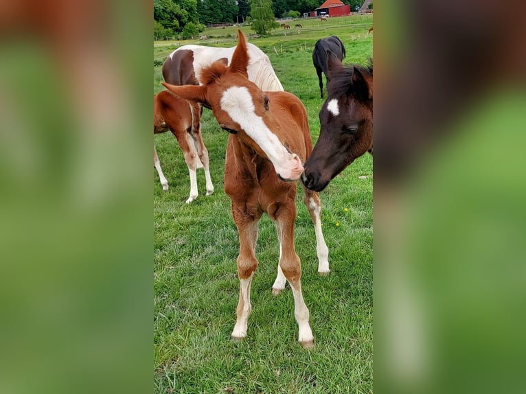 Más ponis/caballos pequeños Caballo castrado 3 años in Ritterhude