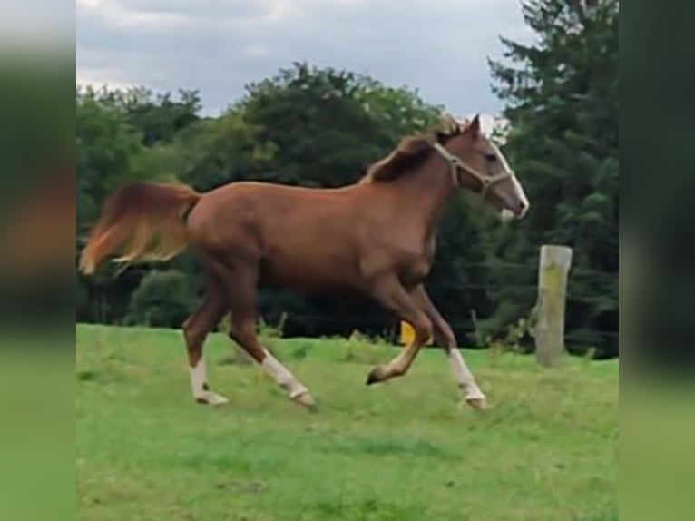 Más ponis/caballos pequeños Caballo castrado 3 años in Ritterhude