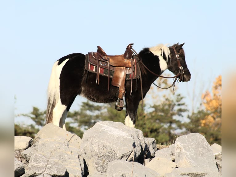 Más ponis/caballos pequeños Caballo castrado 4 años 107 cm in Rebersburg, PA