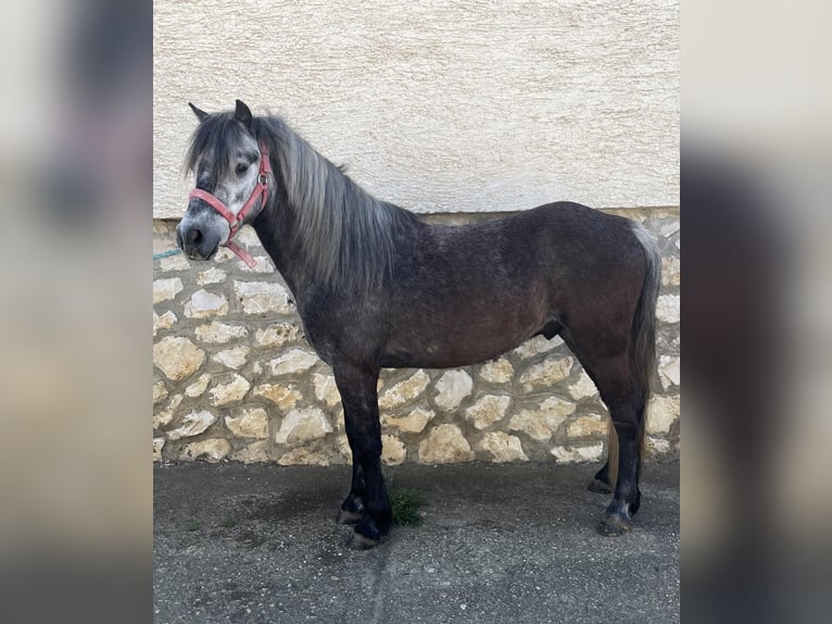 Más ponis/caballos pequeños Caballo castrado 4 años 110 cm Tordo in Rechnitz