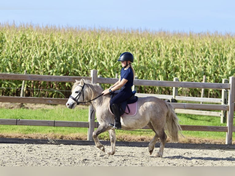 Más ponis/caballos pequeños Caballo castrado 4 años 116 cm Bayo in Bogaarden