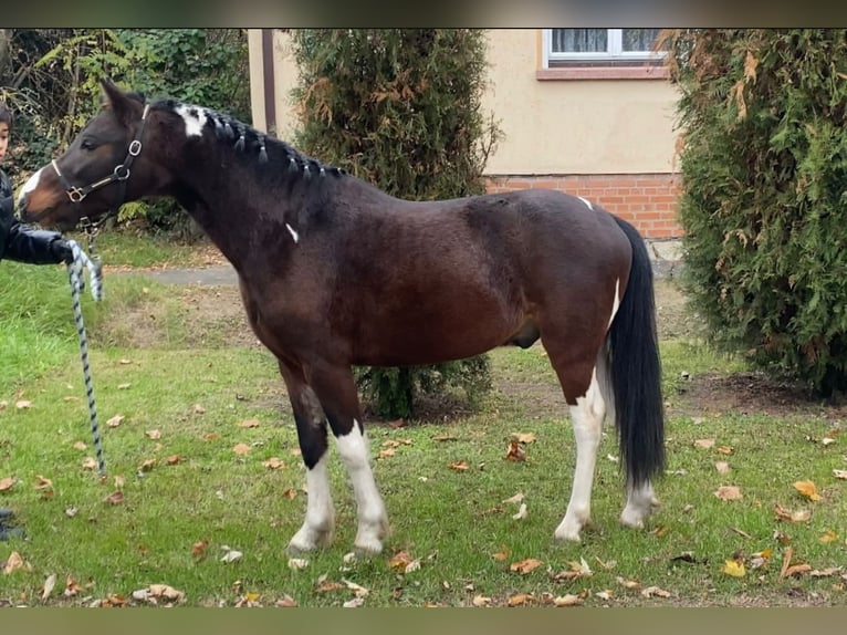 Más ponis/caballos pequeños Caballo castrado 4 años 122 cm Pío in Rechnitz