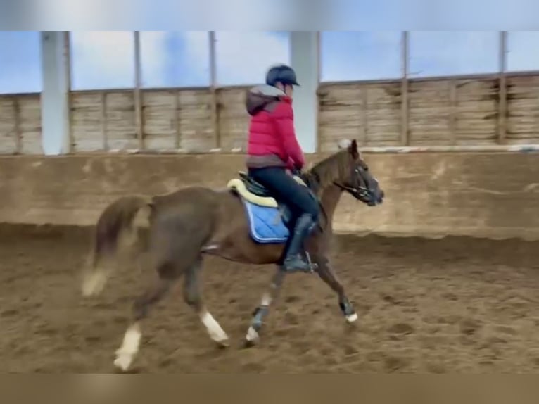 Más ponis/caballos pequeños Caballo castrado 4 años 135 cm Alazán-tostado in Pelmberg