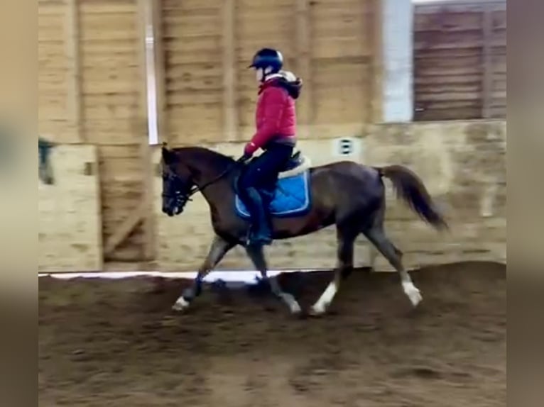 Más ponis/caballos pequeños Caballo castrado 4 años 135 cm Alazán-tostado in Pelmberg