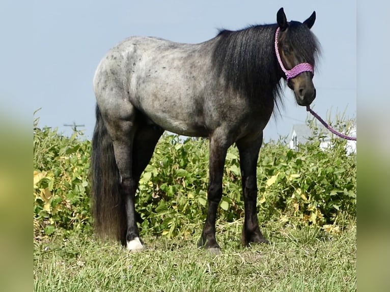 Más ponis/caballos pequeños Mestizo Caballo castrado 4 años 135 cm Ruano azulado in Joy