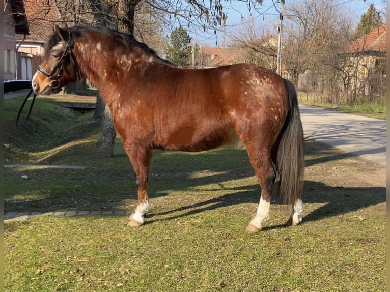 Más ponis/caballos pequeños Caballo castrado 4 años 136 cm Castaño in Rechnitz