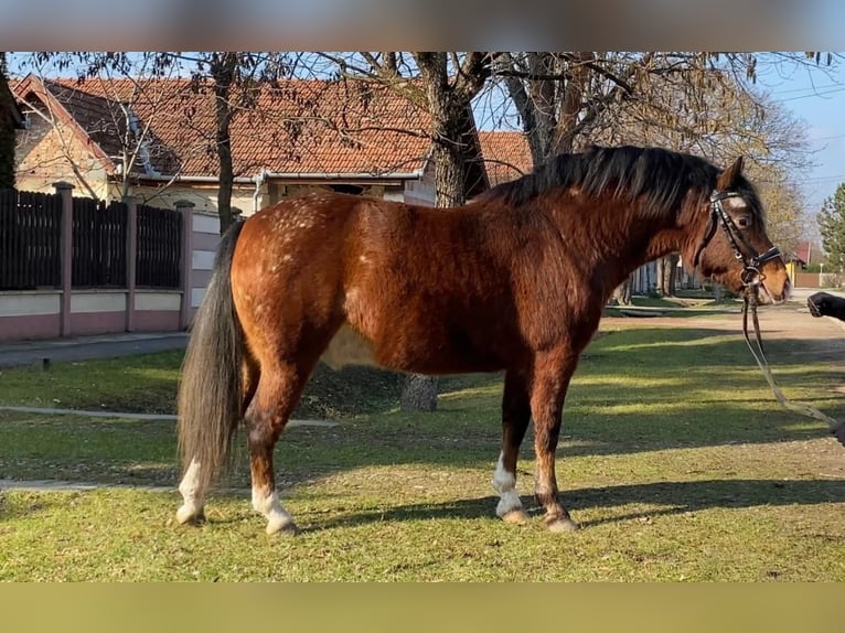 Más ponis/caballos pequeños Caballo castrado 4 años 136 cm Castaño in Rechnitz