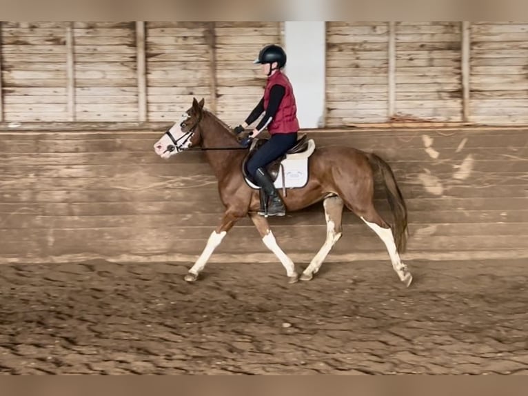 Más ponis/caballos pequeños Caballo castrado 4 años 140 cm Alazán in Pelmberg