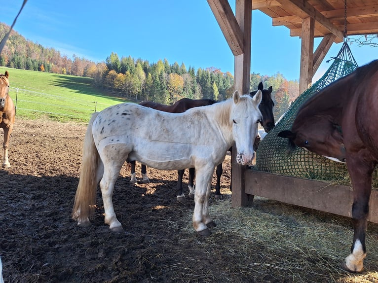 Más ponis/caballos pequeños Mestizo Caballo castrado 4 años 140 cm Atigrado/Moteado in Thannhausen