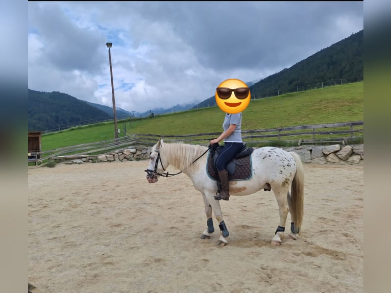 Más ponis/caballos pequeños Mestizo Caballo castrado 4 años 140 cm Atigrado/Moteado in Thannhausen