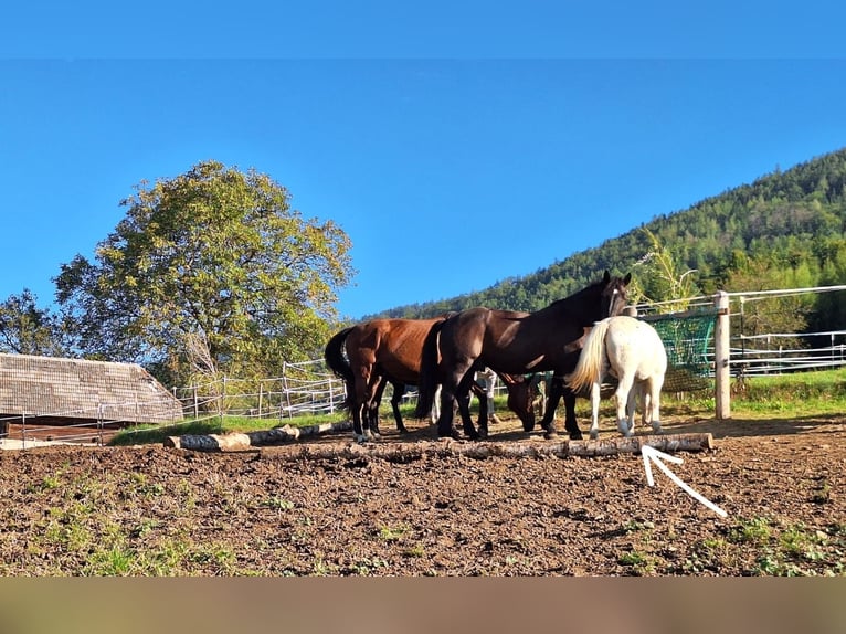 Más ponis/caballos pequeños Mestizo Caballo castrado 4 años 140 cm Atigrado/Moteado in Thannhausen