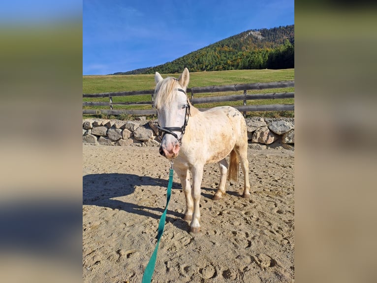 Más ponis/caballos pequeños Mestizo Caballo castrado 4 años 140 cm Atigrado/Moteado in Thannhausen