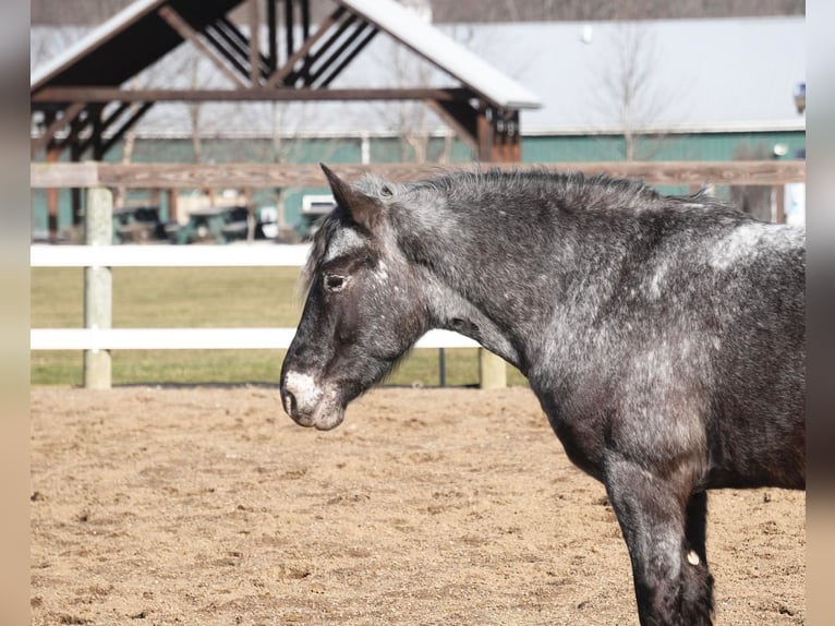 Más ponis/caballos pequeños Mestizo Caballo castrado 4 años 142 cm Ruano azulado in Fresno