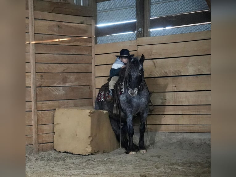 Más ponis/caballos pequeños Mestizo Caballo castrado 4 años 142 cm Ruano azulado in Fresno