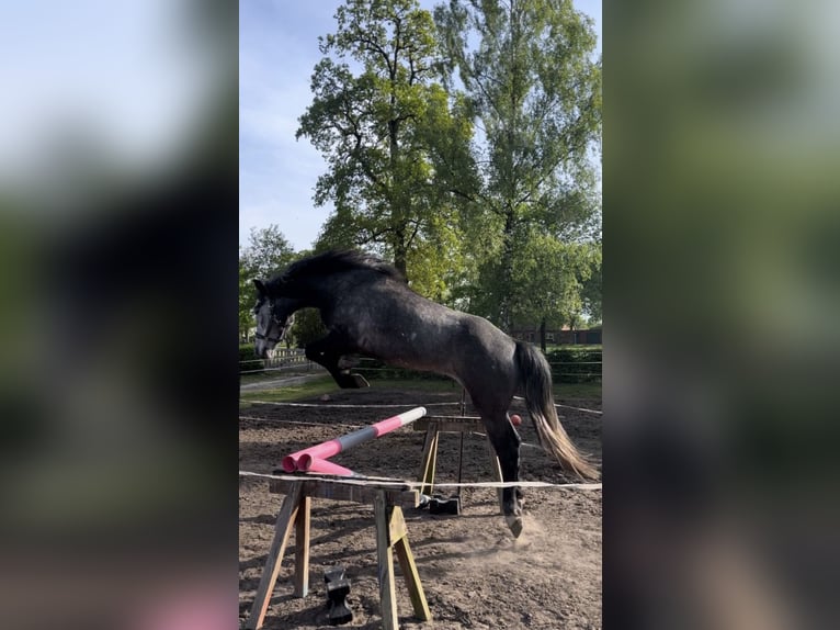 Más ponis/caballos pequeños Caballo castrado 4 años 145 cm Tordo in Bücken