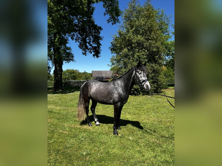 Más ponis/caballos pequeños Caballo castrado 4 años 145 cm Tordo in Bücken