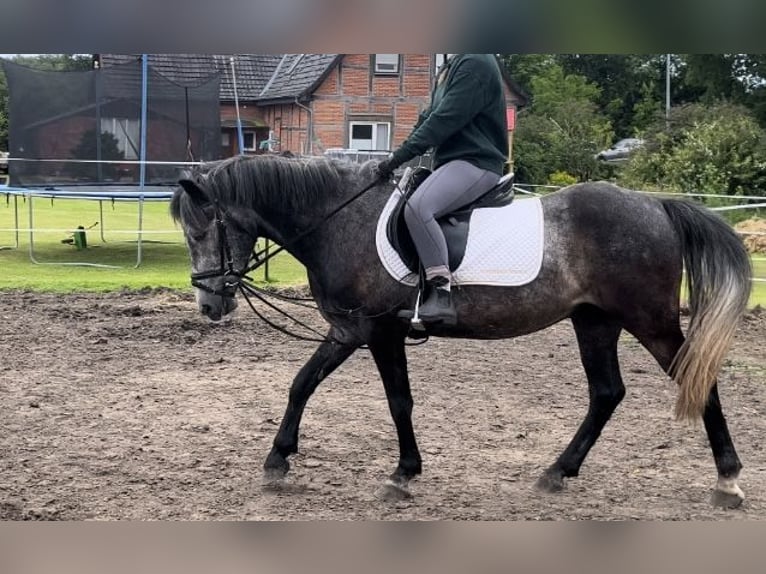 Más ponis/caballos pequeños Caballo castrado 4 años 145 cm Tordo in Bücken