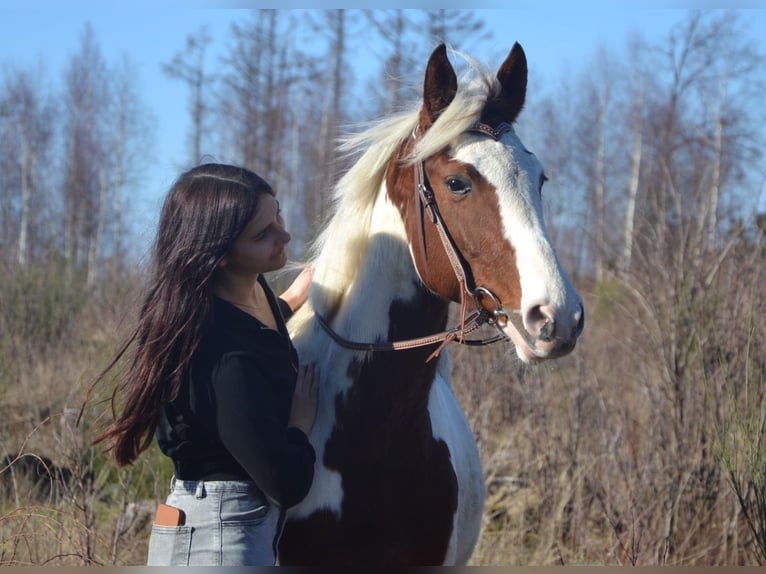 Más ponis/caballos pequeños Mestizo Caballo castrado 4 años 148 cm Pío in Netphen