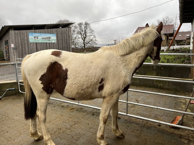 Más ponis/caballos pequeños Mestizo Caballo castrado 4 años 148 cm Pío in Netphen