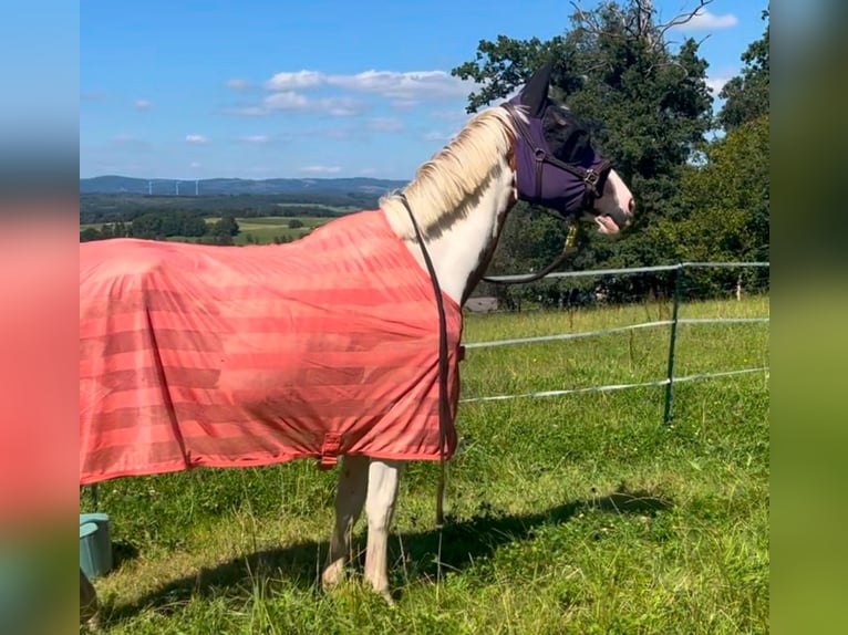 Más ponis/caballos pequeños Mestizo Caballo castrado 4 años 148 cm Pío in Netphen