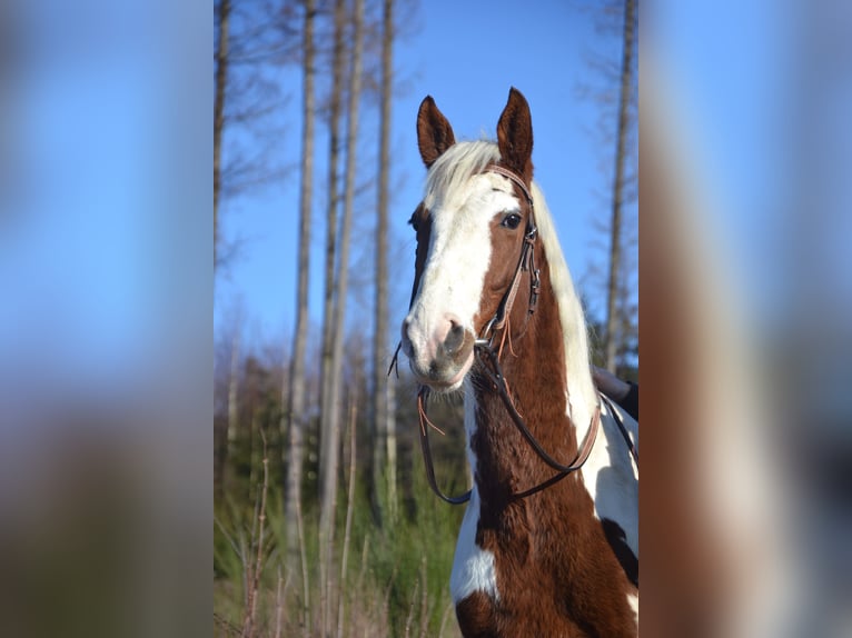 Más ponis/caballos pequeños Mestizo Caballo castrado 4 años 148 cm Pío in Netphen