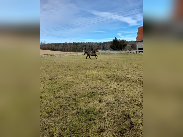 Más ponis/caballos pequeños Mestizo Caballo castrado 4 años 149 cm Musgo marrón in Bad Saulgau